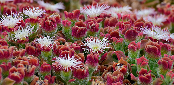 Flores de de Mesembryanthemum crystallinum