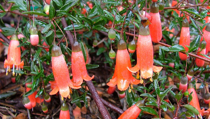 Flores de Correa pulchella