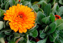 Flores naranja de Calendula officinalis
