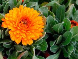 Calendula officinalis Flores naranja de Calendula officinalis