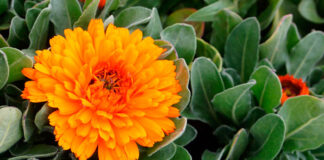 Flores naranja de Calendula officinalis