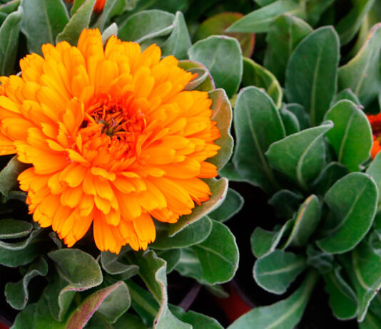 Flores naranja de Calendula officinalis