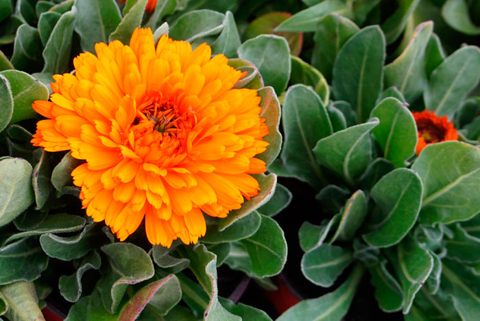 Calendula officinalis | Revista de Flores, Plantas, Jardinería, Paisajismo  y Medio ambiente