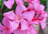 Flores de Nerium oleander