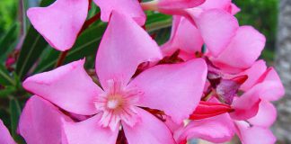 Flores de Nerium oleander