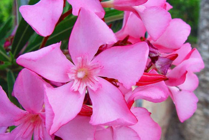 Flores de Nerium oleander