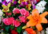 Flores ornamentales en ramo