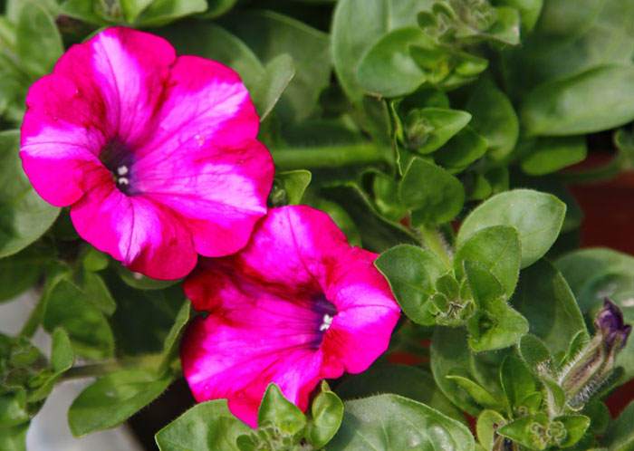 Flores de Petunia hybrida