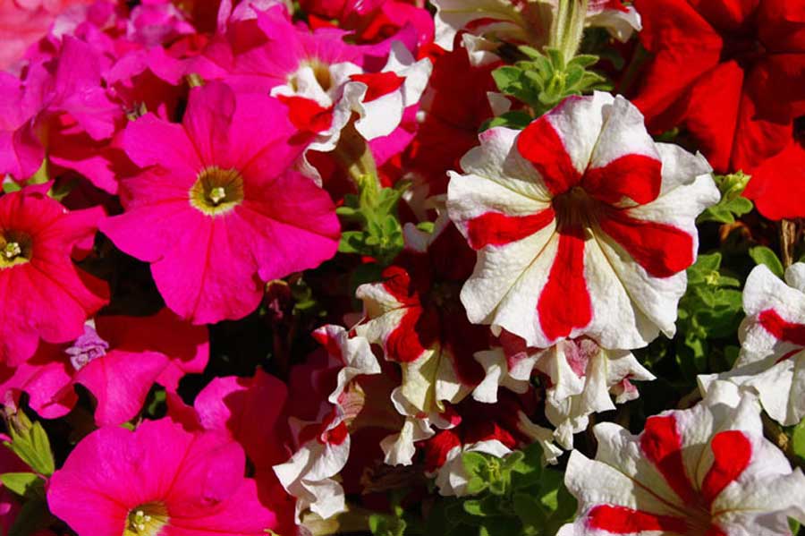 Flores de Petunia hybrida