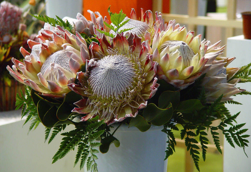 flores proteas 1