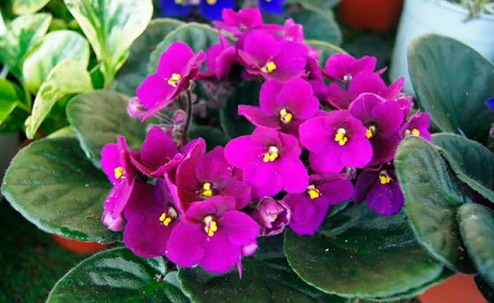 Flores rosa de Saintpaulia ionantha