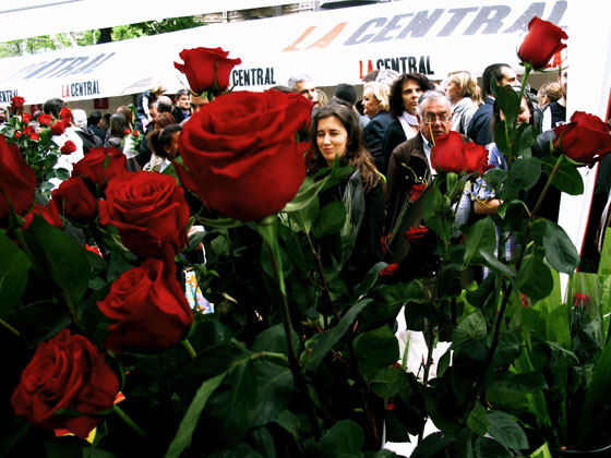 Sant Jordi, un libro y una rosa