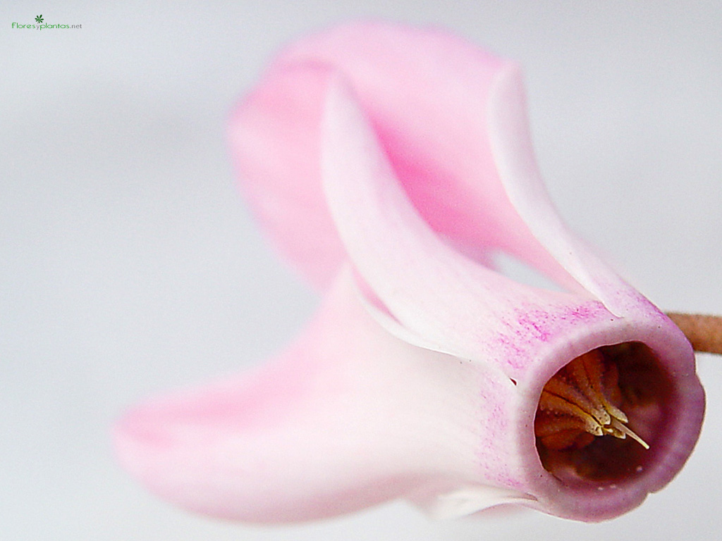 flores-rosas-cyclamen-1024-768