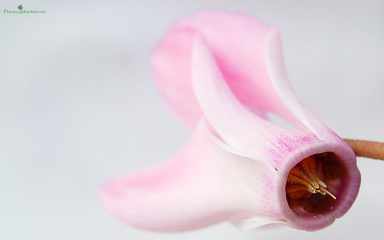 flores-rosas-cyclamen-1280-800