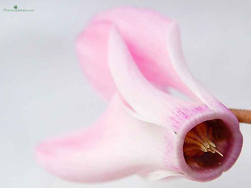 flores-rosas-cyclamen-800-600