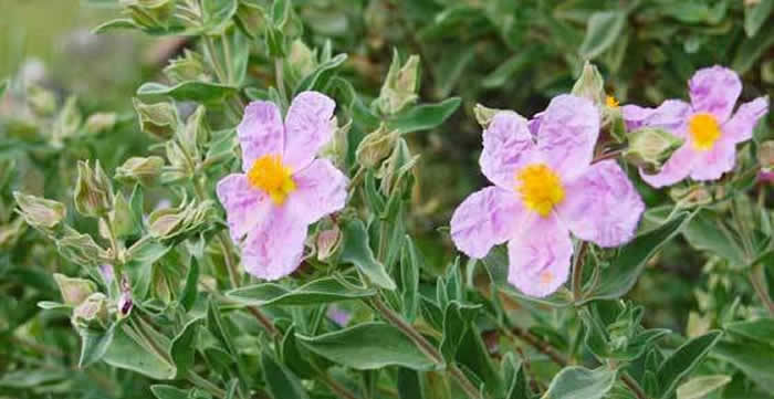 flores rosas de jaras