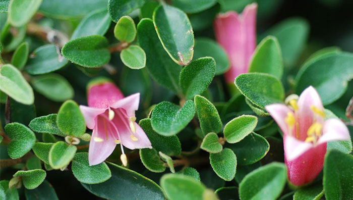 Flores de Correa pulchella