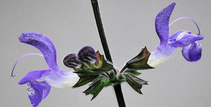 Flores de Salvia officinalis