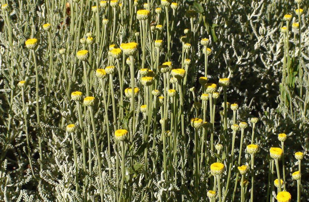 Flores santolina 2