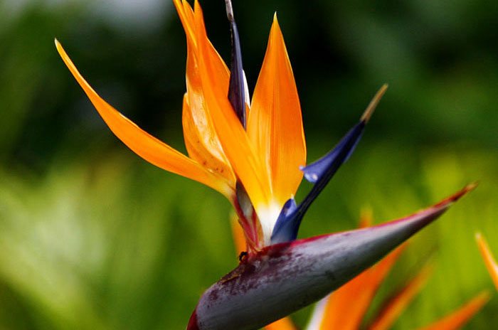 Flores de Strelitzia reginae