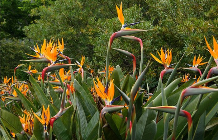 Flores de Strelitzia reginae