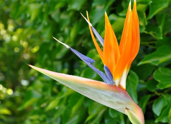 Flores de Strelitzia reginae