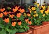 Flores de Viola cornuta