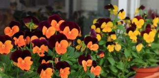 Flores de Viola cornuta