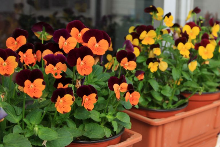 Flores de Viola cornuta