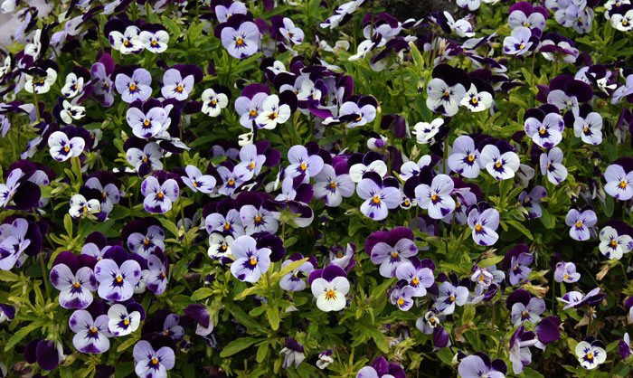 Flores de Viola cornuta