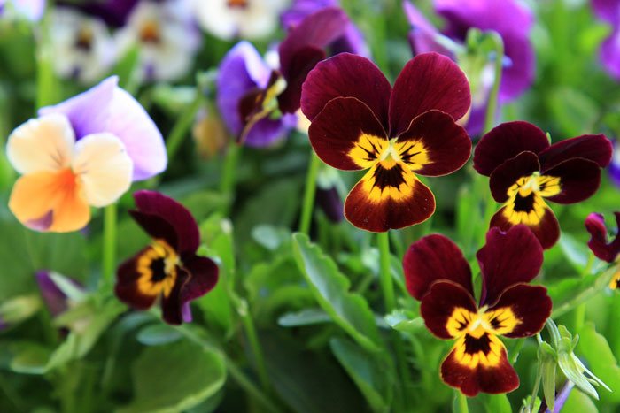 Flores de Viola cornuta