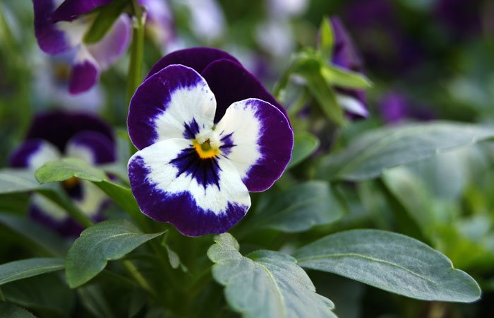 Flores de Viola wittrockiana