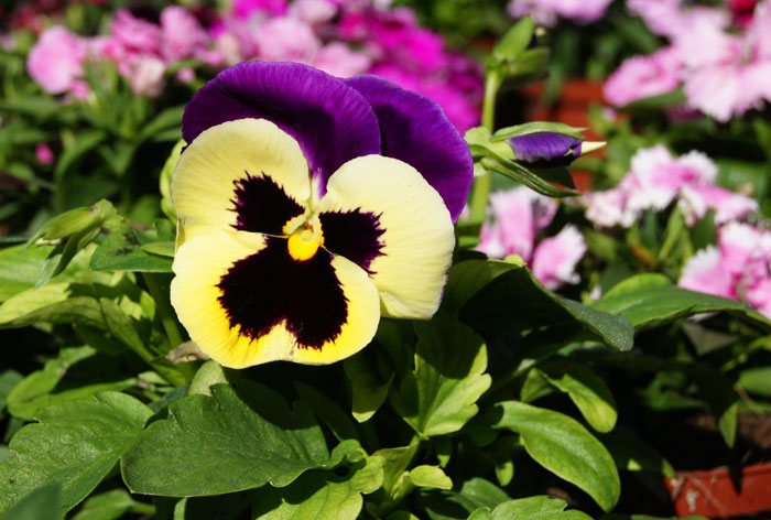 Flores de Viola wittrockiana