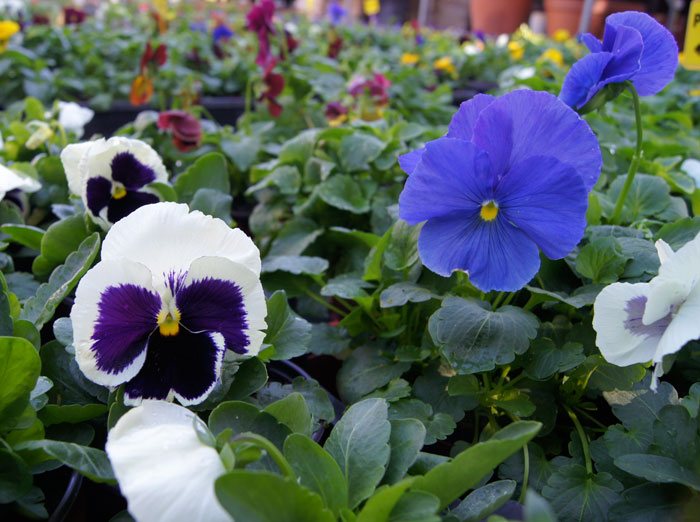 Flores de Viola wittrockiana