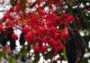 Flores y frutos de Brachychiton acerifolius