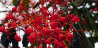 Flores y frutos de Brachychiton acerifolius