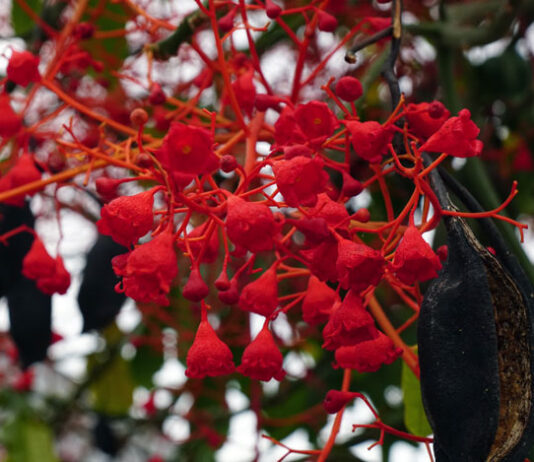 Flores y frutos de Brachychiton acerifolius