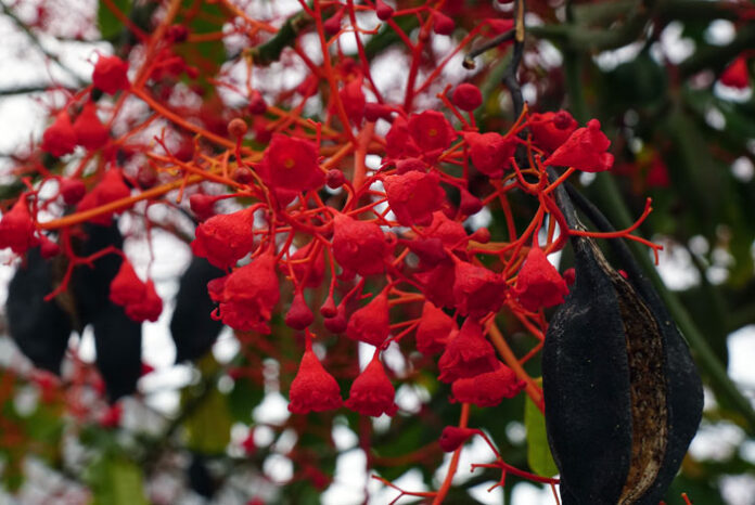 Flores y frutos de Brachychiton acerifolius