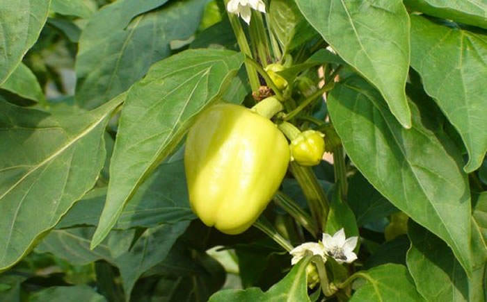 flores y frutos pimiento