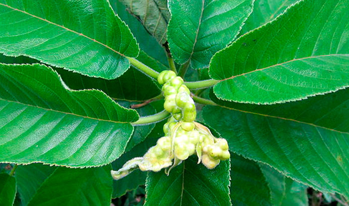 Flores y hojas del árbol de Milicia excelsa