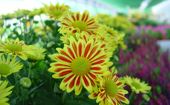 Flores y plantas en Madrid