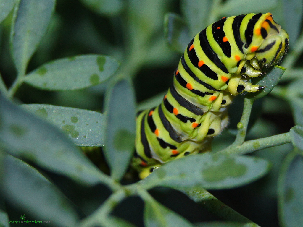 fondo-pantalla-Papilio-machaon-devorando-la-ruda-1024-768