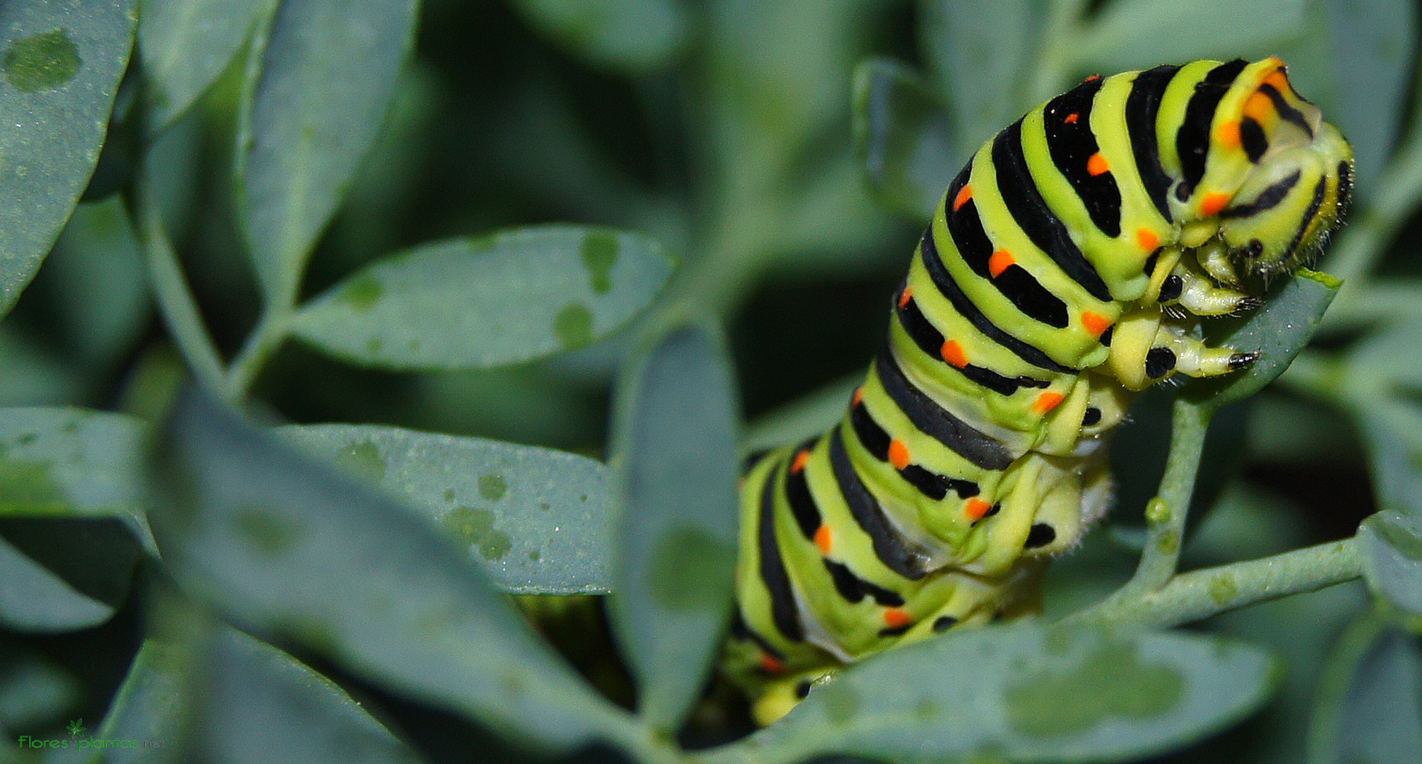 fondo-pantalla-Papilio-machaon-devorando-la-ruda-1600-860