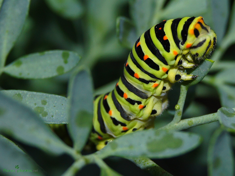 fondo-pantalla-Papilio-machaon-devorando-la-ruda-800-600