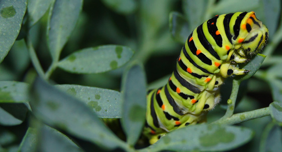 Papilio machaon devorando a la Ruda