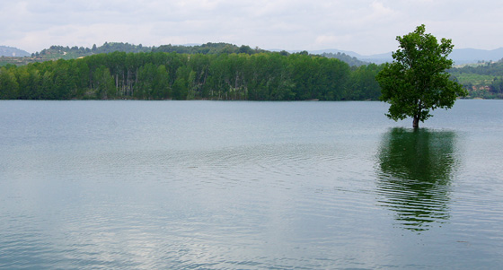 Árbol en el pantano