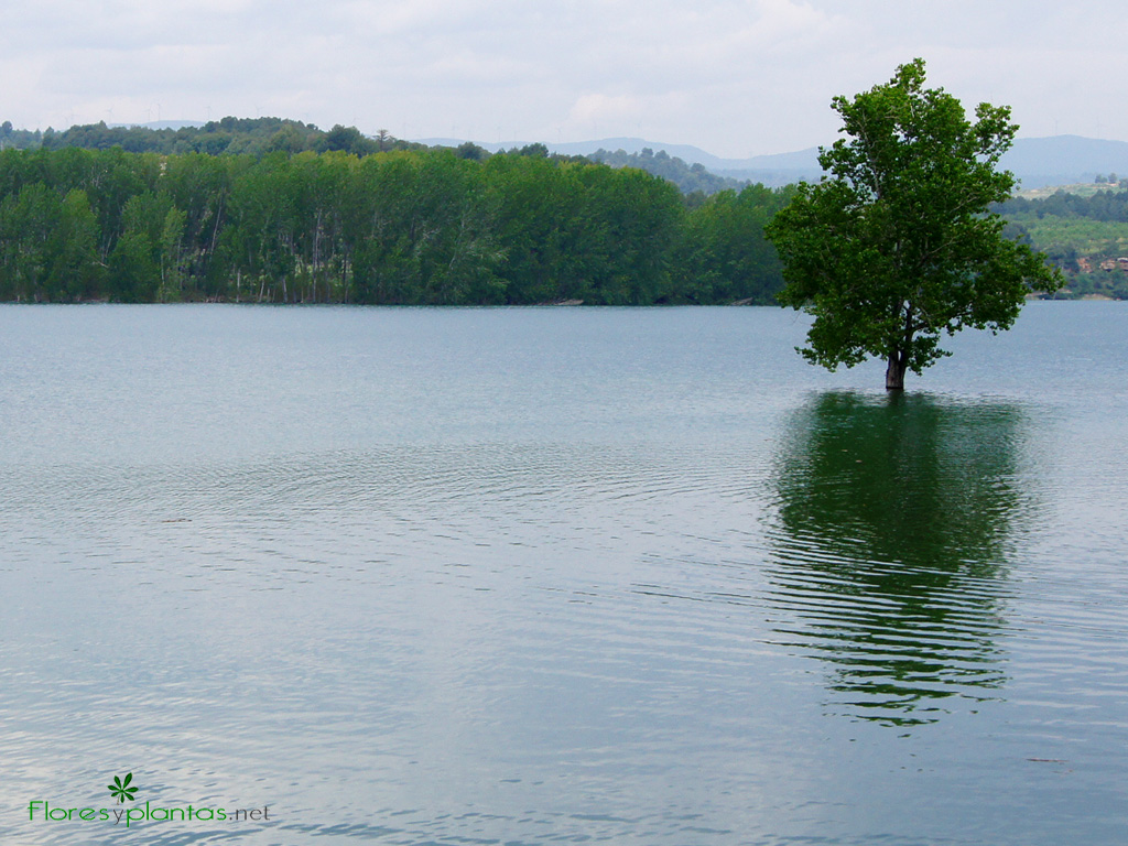 fondo-pantalla-arbol-sobre-el-lago-1024-768