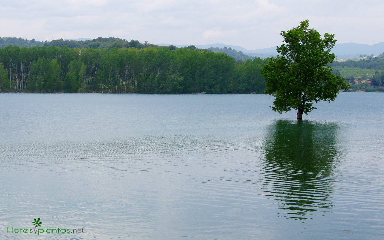 fondo-pantalla-arbol-sobre-el-lago-1280-800