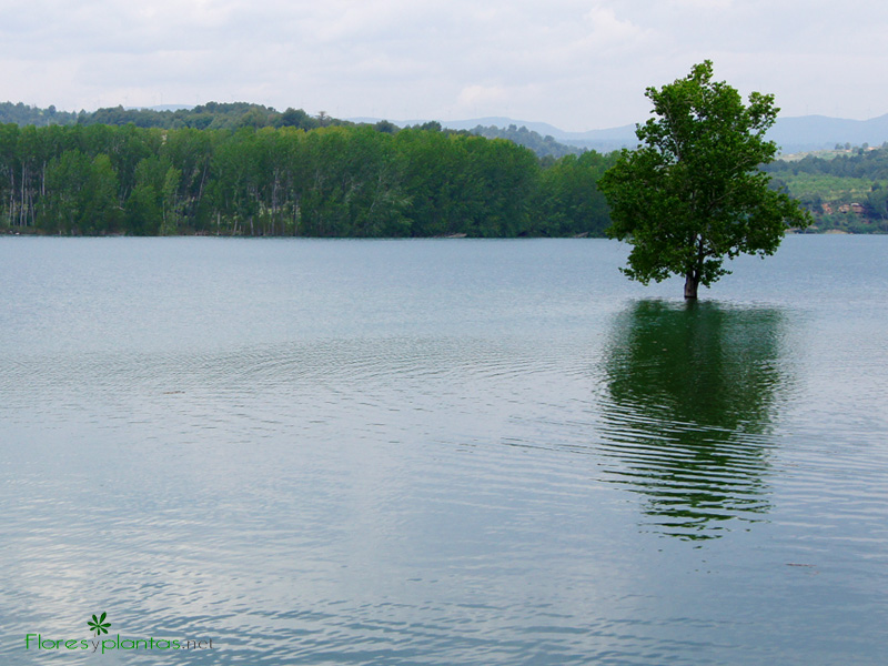 fondo-pantalla-arbol-sobre-el-lago-800-600