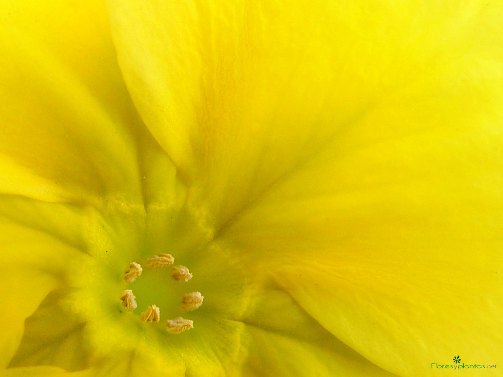fondo-pantalla-flor-dorada-1024-768 | Revista de Flores, Plantas,  Jardinería, Paisajismo y Medio ambiente